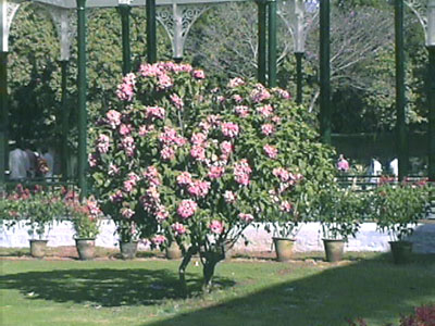 rose-bush.jpg
