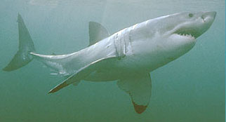 Great white shark